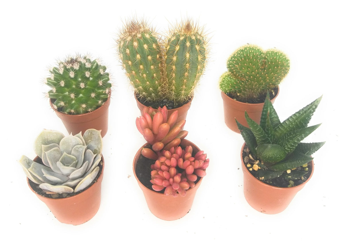 Piante Grasse Mix Cactus e Senza spine Vaso D.8 in Placca da 9 Piante -  AllBayShop