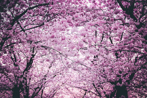 I 5 alberi più belli fioriti in Primavera!
