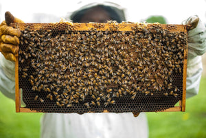 Le api: gli insetti più importanti per l'umanità