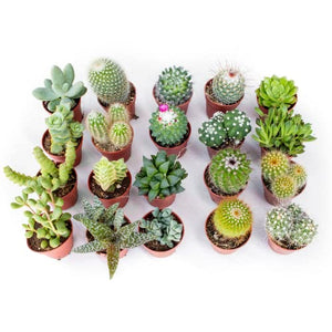 Italy Green Life 20 Piante Grasse Mix Succulenti e Cactacee|Vaso Diametro 5.5cm|Piante Grasse Vere|Set di Produzione| Piantine Da Interno, Ufficio, Bomboniere, Scrivania| 20 Piante Vere da Interni