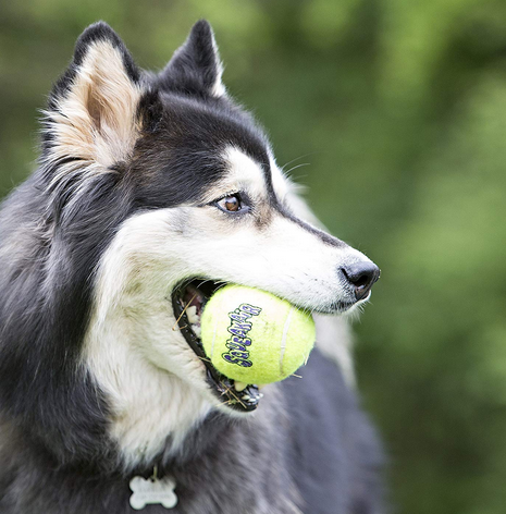 Gioco palla da riporto per cane e gatto squeakair