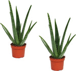 2 Piante di Aloe Vera|Gel Effetto Curativo, Lenitivo|Azione Depurativa|Piante Grasse Succulenti |Altezza alla Consegna 30-40cm|Dimensione del vaso Ø 12cm|Pianta da Ufficio| 2 Piante