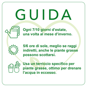 Italy Green Life 20 Piante Grasse Vere Rare Succulenti|Vaso Diametro 5.5cm|Coltivazione Senza Spine|Set di Produzione| Piantine Da Interno, Ufficio, Bomboniere, Scrivania| 20 Piante Vere da Interni