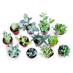 Italy Green Life 20 Piante Grasse Vere Rare Succulenti|Vaso Diametro 5.5cm|Coltivazione Senza Spine|Set di Produzione| Piantine Da Interno, Ufficio, Bomboniere, Scrivania| 20 Piante Vere da Interni