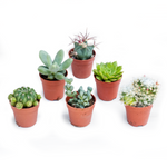 Italy Green Life 20 Piante Grasse Mix Succulenti e Cactacee|Vaso Diametro 5.5cm|Piante Grasse Vere|Set di Produzione| Piantine Da Interno, Ufficio, Bomboniere, Scrivania| 20 Piante Vere da Interni