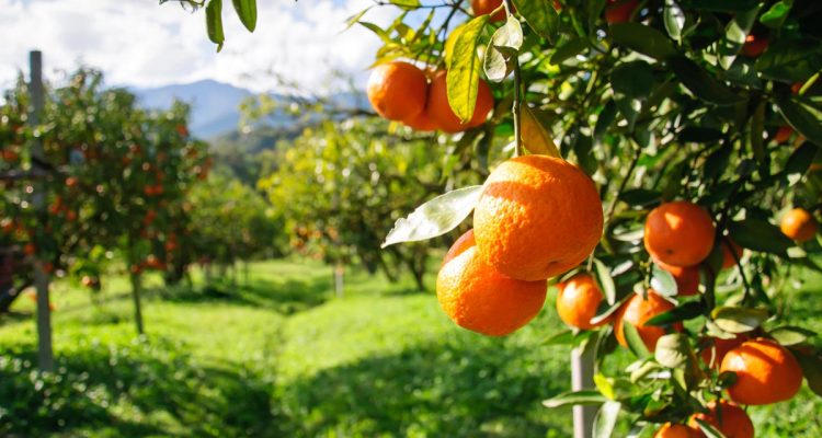 Concime pellettato per orto e frutteto naturen 5 kg - Italy Green Life