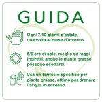 ITALY GREEN LIFE 12 Piante Grasse Mix Succulenti e Cactacee|Vaso Diametro 6.5cm|Piante Grasse Vere|Set di Produzione| Piantine da Interno, Ufficio, Bomboniere, Scrivania|Piante Vere da Interni - Italy Green Life