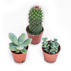 Yardenfun Set Da 2 Vasi in Terracotta Naturale Per Cactus e Piante Grasse Foro Drenaggio, Per Interno e Ufficio Yardenfun Set Da 2 Vasi in Terracotta Naturale Per Cactus e Piante Grasse Foro Drenaggio, Per Interno e Ufficio