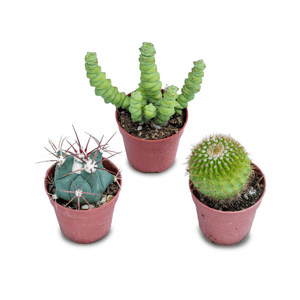 ITALY GREEN LIFE 12 Piante Grasse Mix Succulenti e Cactacee|Vaso Diametro 6.5cm|Piante Grasse Vere|Set di Produzione| Piantine da Interno, Ufficio, Bomboniere, Scrivania|Piante Vere da Interni - Italy Green Life