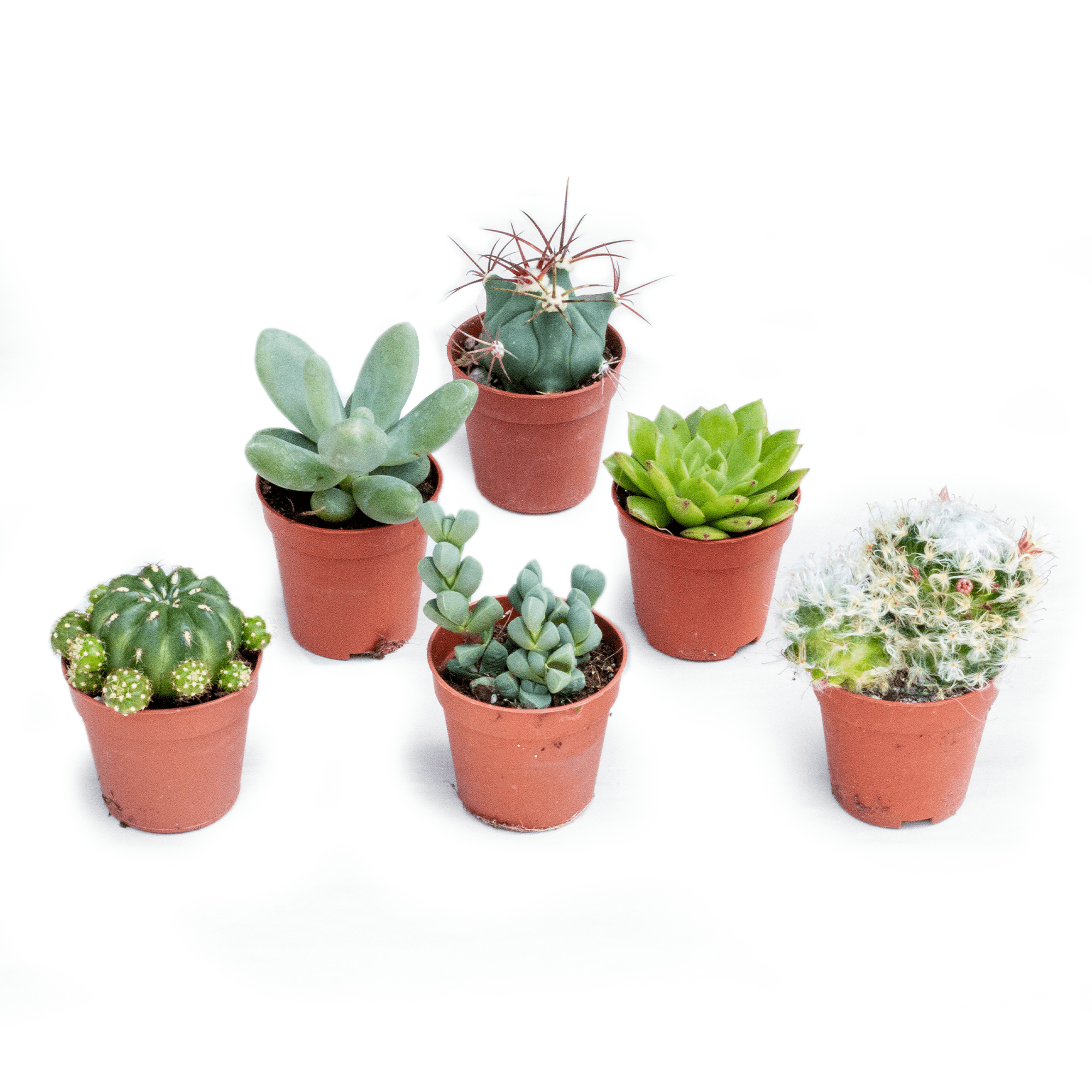 Concime Biologico BIOBOB Per Piante Grasse - 10 Fialette Da Diluire, 100% Naturale, Pet Friendly - Foto 9