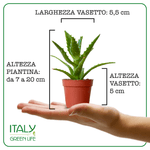 Italy Green Life 12 Piante Grasse Vere Rare Succulenti|Vaso Diametro 5.5cm|Coltivazione Senza Spine|Set di Produzione| Piantine Da Interno, Ufficio, Bomboniere, Scrivania| Piante Vere da Interni - Italy Green Life