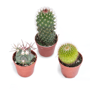 Italy Green Life 20 Cactus Ornamentali Mexico|Vaso Diametro 5.5cm|Piante Grasse Vere Cactacee con Spine|Set di Produzione| Piantine Da Interno, Ufficio, Bomboniere, Scrivania|20 Piante Vere da Interni - Italy Green Life