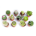 Italy Green Life 20 Piante Grasse Mix Succulenti e Cactacee|Vaso Diametro 5.5cm|Piante Grasse Vere|Set di Produzione| Piantine Da Interno, Ufficio, Bomboniere, Scrivania| 20 Piante Vere da Interni - Italy Green Life
