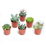 Italy Green Life 20 Piante Grasse Mix Succulenti e Cactacee|Vaso Diametro 5.5cm|Piante Grasse Vere|Set di Produzione| Piantine Da Interno, Ufficio, Bomboniere, Scrivania| 20 Piante Vere da Interni - Italy Green Life