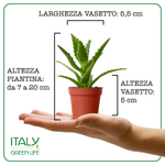 Italy Green Life 20 Piante Grasse Vere Rare Succulenti|Vaso Diametro 5.5cm|Coltivazione Senza Spine|Set di Produzione| Piantine Da Interno, Ufficio, Bomboniere, Scrivania| 20 Piante Vere da Interni - Italy Green Life