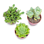 Italy Green Life 20 Piante Grasse Vere Rare Succulenti|Vaso Diametro 5.5cm|Coltivazione Senza Spine|Set di Produzione| Piantine Da Interno, Ufficio, Bomboniere, Scrivania| 20 Piante Vere da Interni - Italy Green Life