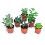 Italy Green Life 20 Piante Grasse Vere Rare Succulenti|Vaso Diametro 5.5cm|Coltivazione Senza Spine|Set di Produzione| Piantine Da Interno, Ufficio, Bomboniere, Scrivania| 20 Piante Vere da Interni - Italy Green Life