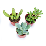 Italy Green Life 20 Piante Grasse Vere Rare Succulenti|Vaso Diametro 5.5cm|Coltivazione Senza Spine|Set di Produzione| Piantine Da Interno, Ufficio, Bomboniere, Scrivania| 20 Piante Vere da Interni - Italy Green Life
