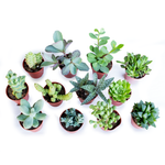 Italy Green Life 20 Piante Grasse Vere Rare Succulenti|Vaso Diametro 5.5cm|Coltivazione Senza Spine|Set di Produzione| Piantine Da Interno, Ufficio, Bomboniere, Scrivania| 20 Piante Vere da Interni - Italy Green Life