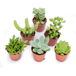 Italy Green Life 20 Piante Grasse Vere Rare Succulenti|Vaso Diametro 5.5cm|Coltivazione Senza Spine|Set di Produzione| Piantine Da Interno, Ufficio, Bomboniere, Scrivania| 20 Piante Vere da Interni - Italy Green Life