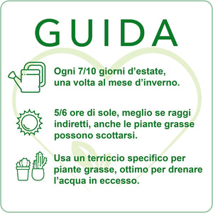 Italy Green Life - Mix di 30 Piantine Grasse Vere Mini Cactus e Succulenti, Vaso Ø 5.5cm. Piante Vere da Interno, Piante Vere da Appartamento, Piante Grasse Vere da Esterno Regali Ecosostenibili - Italy Green Life