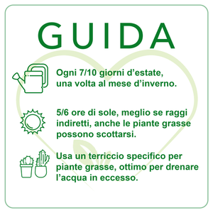 Italy Green Life - Piante Grasse Vere Rare Succulenti| Vaso Diametro 6.5cm| Coltivazione Senza Spine| Piantine da Interno, Ufficio, Bomboniere, Scrivania| Piante Vere da Interni - 6 Piantine - Italy Green Life