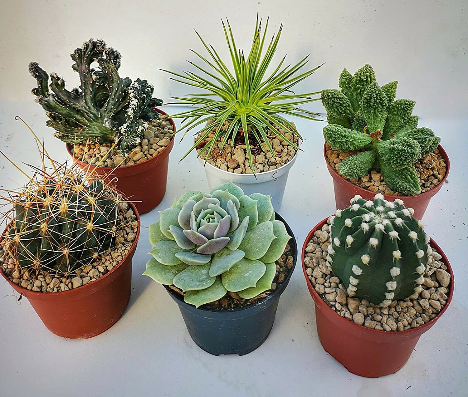 Cabilock 2pezzi Cactus Plastici Realistici Vaso Decorazione Da Tavolo Per Ufficio e Casa Piante Grasse Artificiali Per Interni Stile Minimalista e Cabilock 2pezzi Cactus Plastici Realistici Vaso Decorazione Da Tavolo Per Ufficio e Casa Piante Grasse Artificiali Per Interni Stile Minimalista e