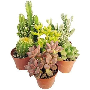 Italy Green Life - Mix di 30 Piantine Grasse Vere Mini Cactus e Succulenti, Vaso Ø 5.5cm. Piante Vere da Interno, Piante Vere da Appartamento, Piante Grasse Vere da Esterno Regali Ecosostenibili