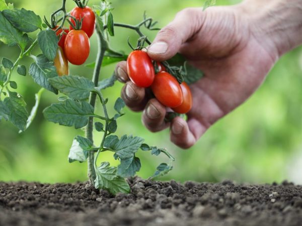 Concime specifico per pomodori e lattughe pronti via 90 gr bavicchi