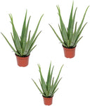 Piante di Aloe Vera Gel Effetto Curativo, Lenitivo|Azione Depurativa|Piante Grasse Succulenti |Altezza alla Consegna 30 - 40cm|Dimensione del vaso Ø 12cm|Pianta da Ufficio - Italy Green Life