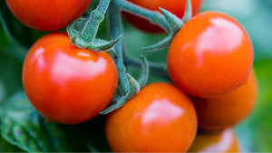 TRAPPOLA A FEROMONI CONTRO LA FALENA DEL POMODORO LOTTA BIOLOGICA PRESTO BIO - Italy Green Life