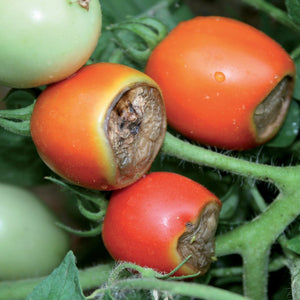 TRAPPOLA A FEROMONI CONTRO LA FALENA DEL POMODORO LOTTA BIOLOGICA PRESTO BIO - Italy Green Life