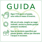 Italy Green Life - Mix di 30 Piantine Grasse Vere Mini Cactus e Succulenti, Vaso Ø 5.5cm. Piante Vere da Interno, Piante Vere da Appartamento, Piante Grasse Vere da Esterno Regali Ecosostenibili - Italy Green Life