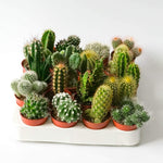 Piante Grasse Vere Cactacee con Spine e senza spine - Cactus succulenti e mix in vaso da 6,5cm - Italy Green Life