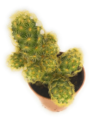 Piante grasse vere in vaso 5,5 cm piantine succulenti mix con spine e senza spine vari formati - Italy Green Life