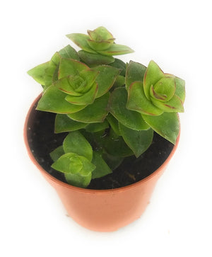 Piante grasse vere in vaso 5,5 cm piantine succulenti mix con spine e senza spine vari formati - Italy Green Life