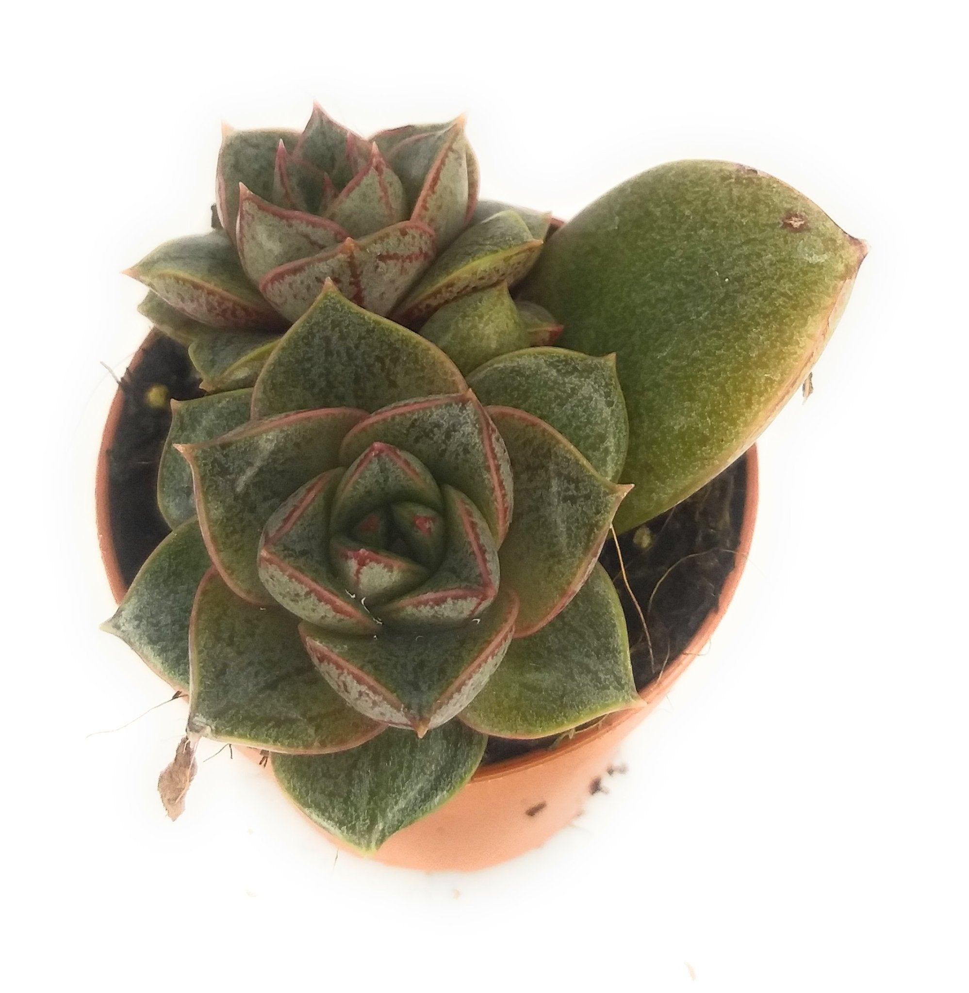 Piante Grasse Rare Da Collezione Piante Grasse Rare Da Collezione