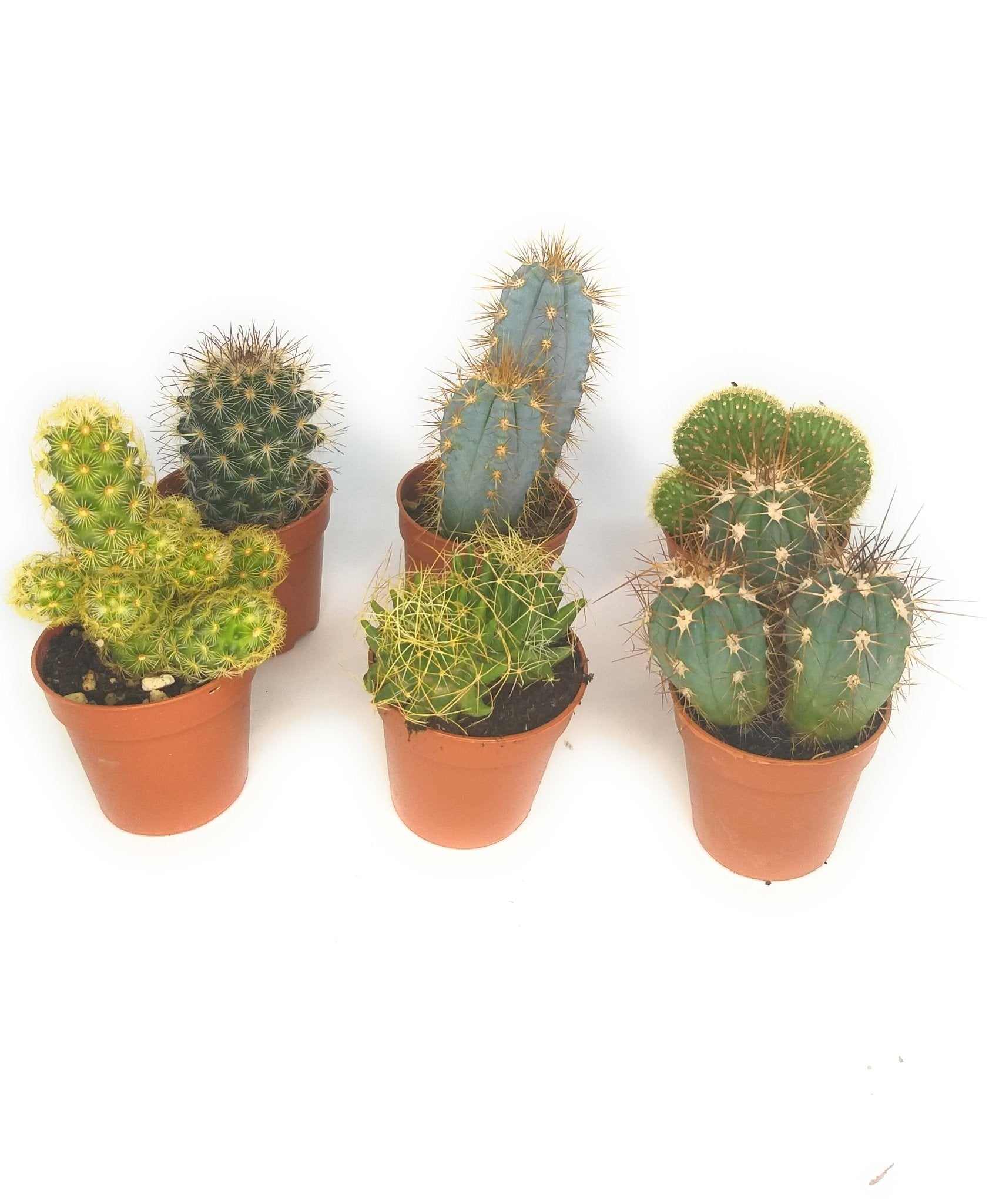Piante grasse vere piantine succulenti cactus con spine in vaso 5,5 cm vari  formati