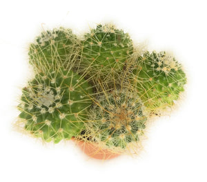Piante grasse vere piantine succulenti cactus con spine in vaso 5,5 cm vari formati - Italy Green Life