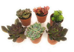 Jutom 32 mini piante grasse artificiali senza vaso, piante grasse artificiali colorate, piccole piante grasse finte, per giardino, cucina, decorazione per la casa (stile classico Jutom 32 mini piante grasse artificiali senza vaso, piante grasse artificiali colorate, piccole piante grasse finte, per giardino, cucina, decorazione per la casa (stile classico