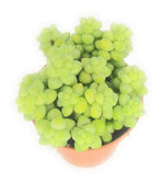 Piante grasse vere piantine succulenti senza spine in vaso 5,5 cm vari formati - Italy Green Life